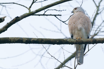 Low angle view of bird perching on branch