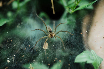 Close-up of spider