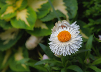 Close-up of white flowering plant