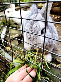 Cropped hand of woman holding rabbit