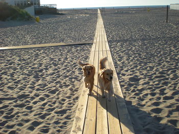 Low section of dog on beach