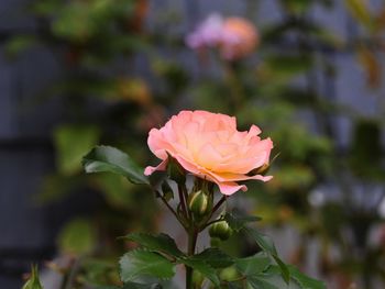 Close-up of pink rose