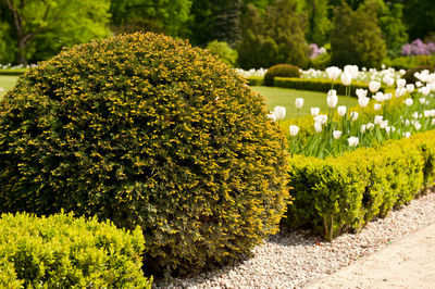 Close-up of plants growing outdoors