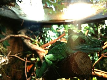 Close-up of lizard on branch