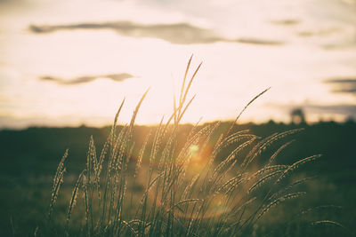 Close-up of wheat cereal plant