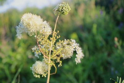 Close-up of flowering plant on field