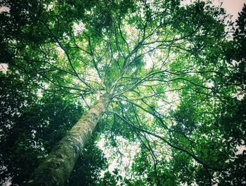 Low angle view of bamboo trees in forest