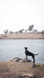 Dog standing in a water