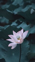 Close-up of pink flower