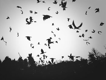 Low angle view of birds flying against sky