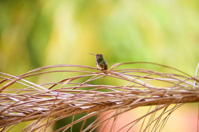 Close-up of a bird