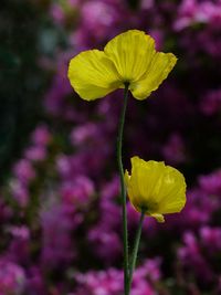 Close-up of yellow flowering plant