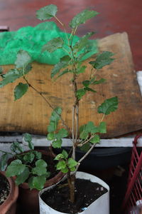 High angle view of potted plant on table