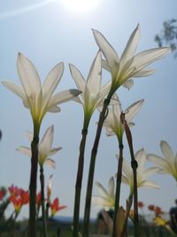Close-up of flowering plants against sky