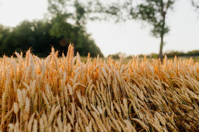 Close-up of stalks in field against sky