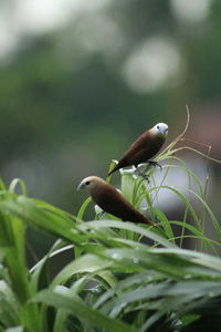 Close-up of bird perching on plant