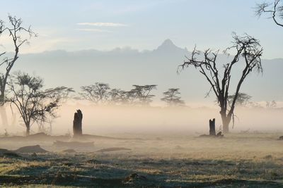 Bare tree on field against sky