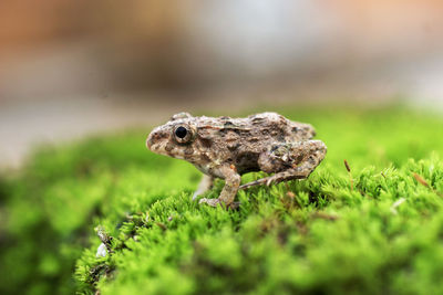 Close-up of frog on grass