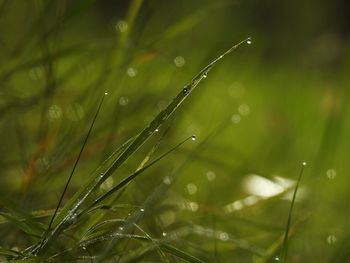 Close-up of water drops on grass