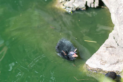 High angle view of duck swimming in lake