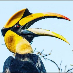 Close-up of bird perching on yellow leaf