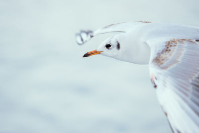 Close-up of seagull