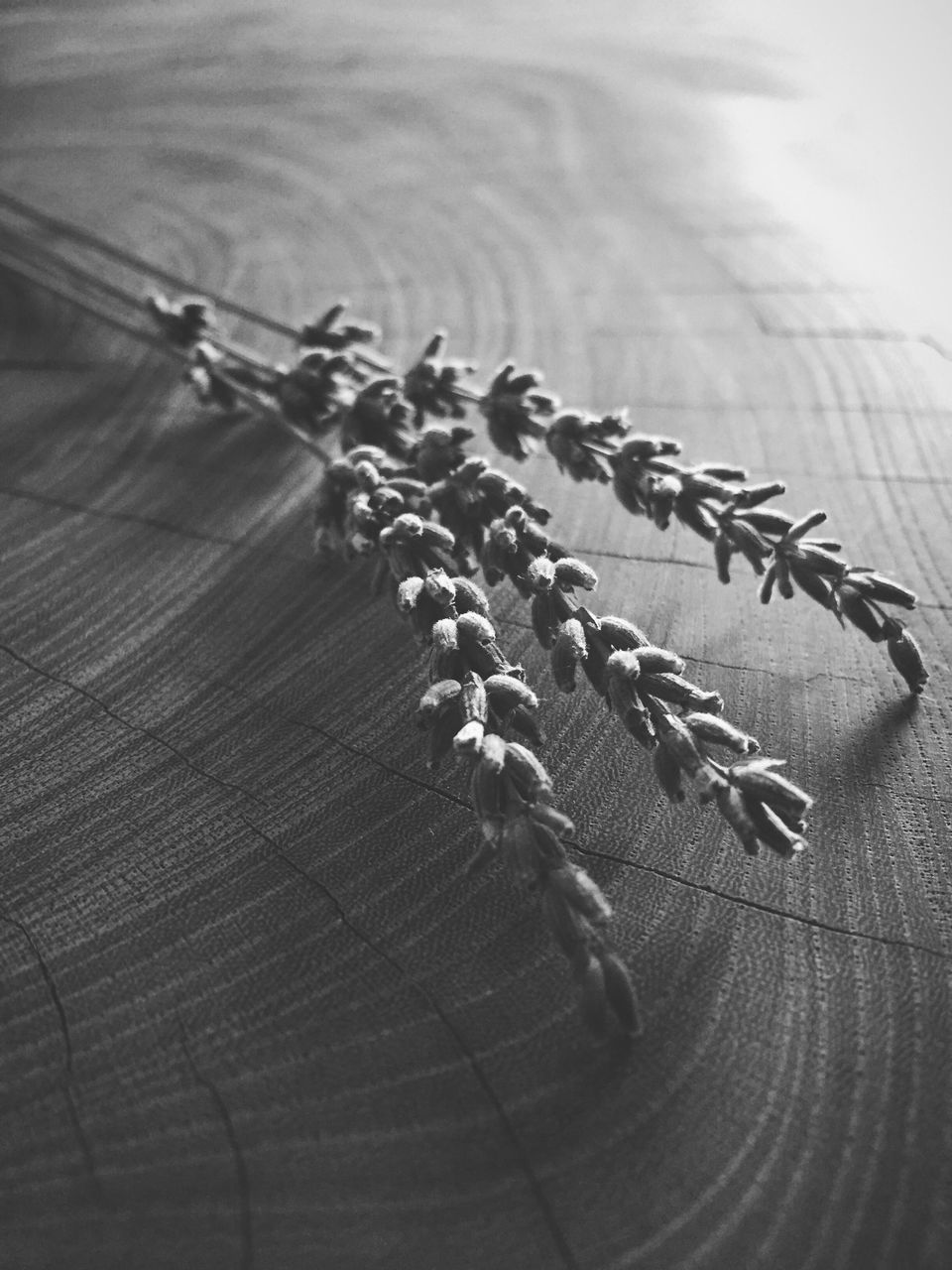 high angle view, flower, transportation, plant, close-up, no people, freshness, day, still life, nature, growth, outdoors, focus on foreground, sunlight, fragility, selective focus, beauty in nature, table, mode of transport