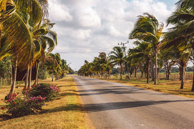 Palm trees by road against sky