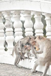 Monkeys sitting by railing on footbridge