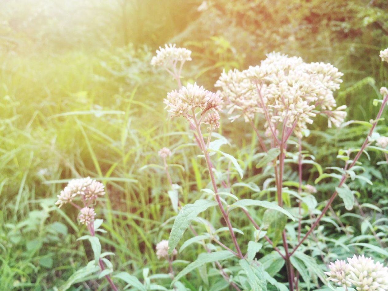 flower, growth, freshness, fragility, plant, focus on foreground, beauty in nature, nature, close-up, blooming, petal, stem, flower head, field, selective focus, day, in bloom, outdoors, wildflower, growing