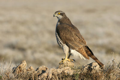 Bird perching on a rock