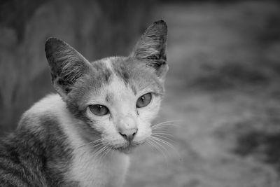 Close-up portrait of a cat