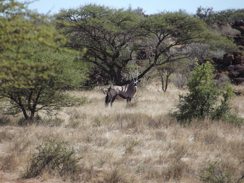 View of oryx gemsbok in africa