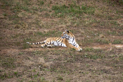 Tiger in a field