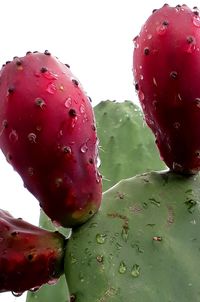 Close-up of water drops on cactus