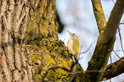 Low angle view of a bird perching on tree trunk