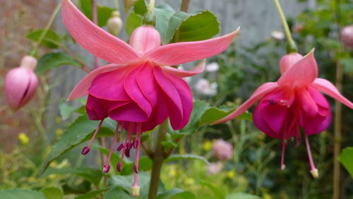 Close-up of pink flowers