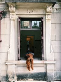 Dog on window of building