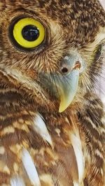 Close-up portrait of owl