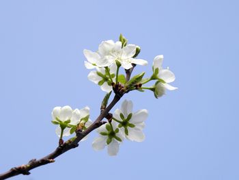 Low angle view of apple blossoms in spring against sky