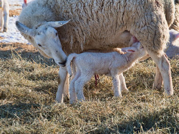 Sheep in a field