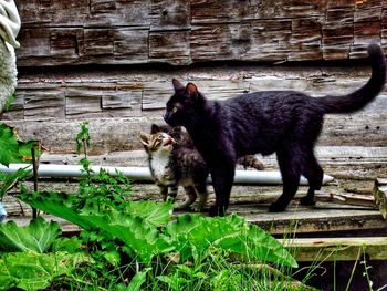 View of a cat standing against brick wall