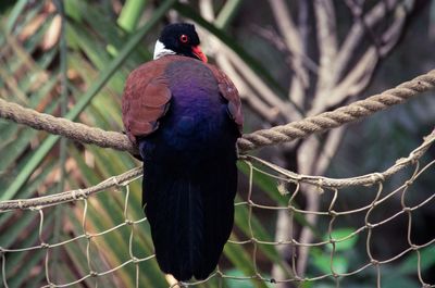 Close-up of bird perching on branch