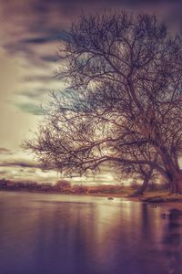 Bare trees against sky at sunset