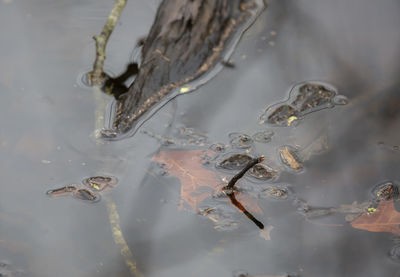 Leaves floating in a water slough at the edge of a forest