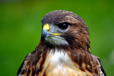 Close-up of bird