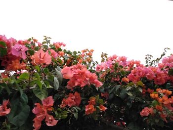 Close-up of pink flowering plants against clear sky