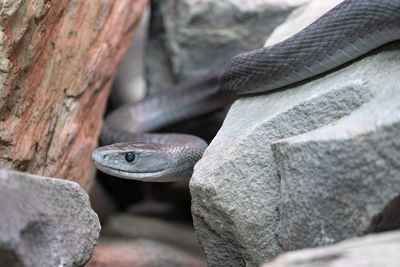 Close-up of snake