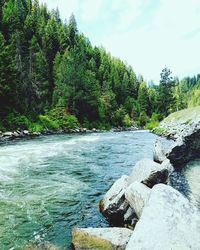 River flowing through forest