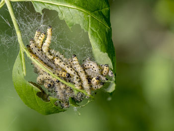 A closeup shot of a cobweb on a plant with green leaves